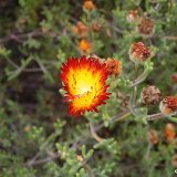 Drosanthemum floribundum Dscf1861